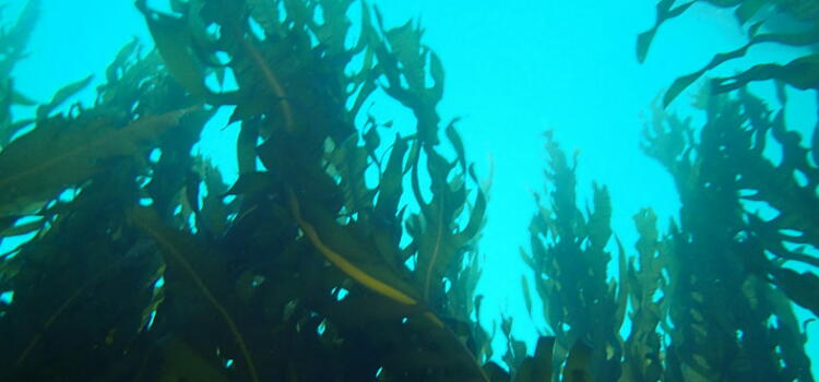 海藻と海草の違い 生活情報サイト
